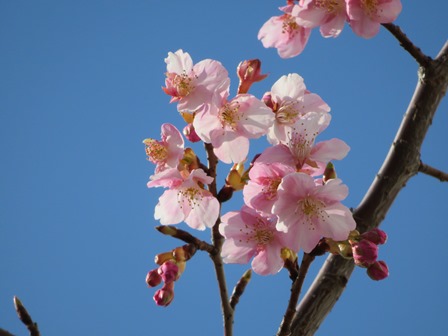 桜咲くs.jpg