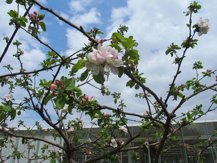 ニュートンノリンゴの花2ｓ.jpg