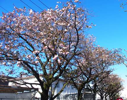 八重桜1ｓ.jpg