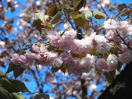 八重桜2ｓ.jpg