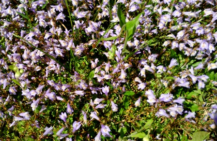 紫鷺苔ややアップs.jpg